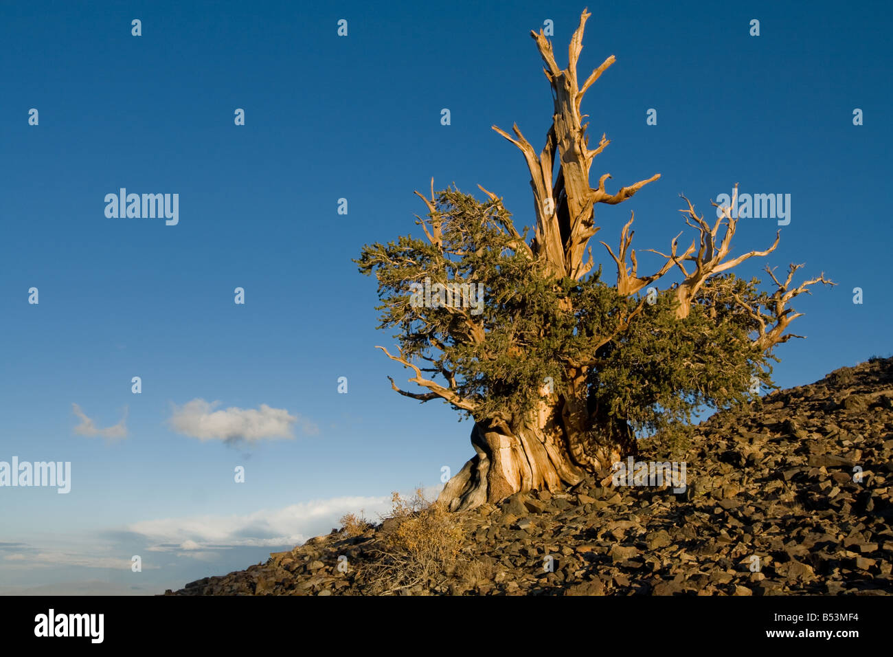 Por la tarde la luz, bosque de pinos bristlecone en las Montañas Blancas Foto de stock