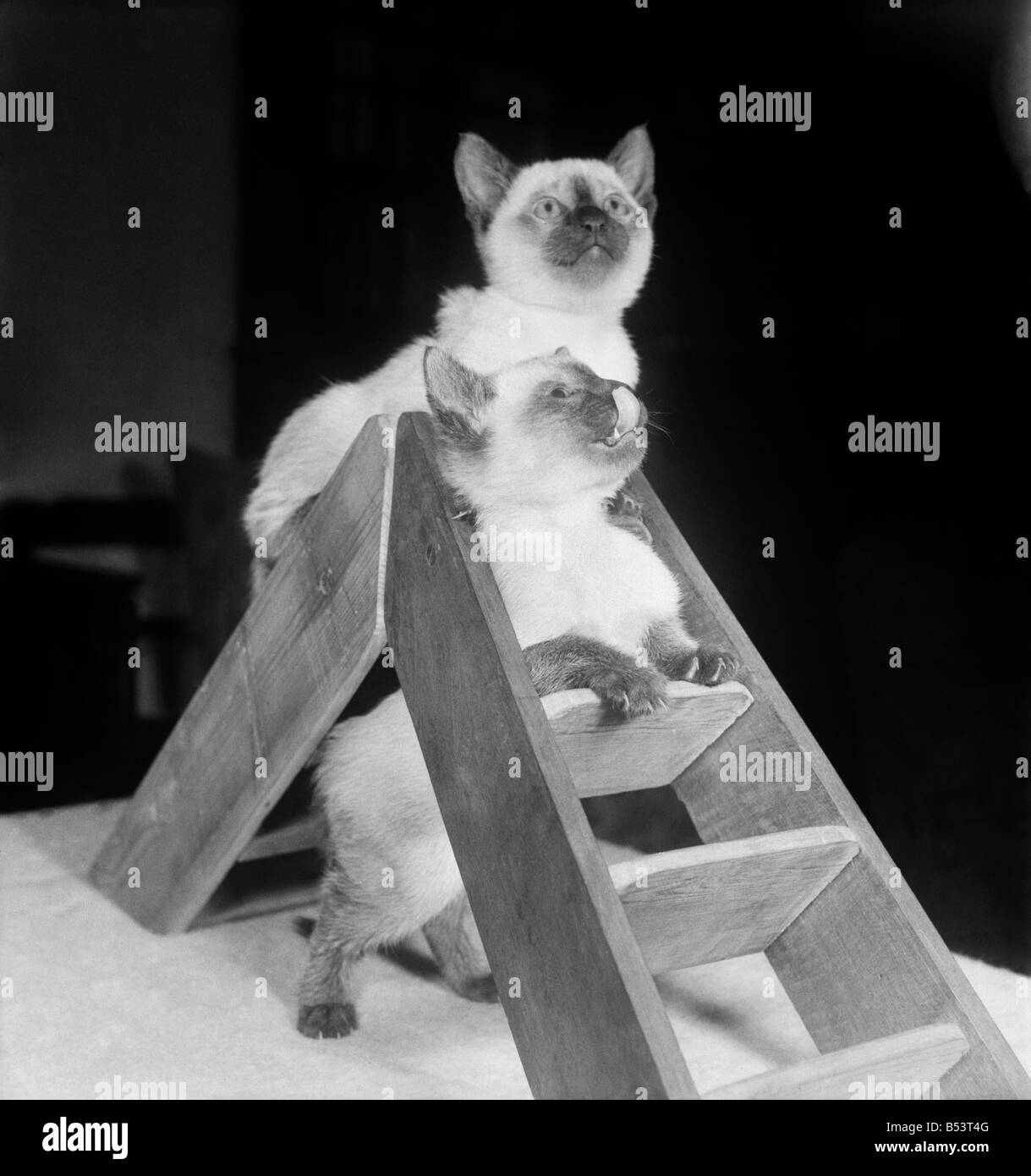 Gatitos siameses jugando con un pequeño par de escaleras de mano. Todos estos gatitos tienen Tschudi como prefijo a su nombre. Es extraño, pero estos gatitos son simpáticos. De septiembre de 1952 Gatitos siameses jugando con un pequeño par de escaleras de mano. Todos estos gatitos tienen Tschudi como prefijo a su nombre. Es extraño, pero estos gatitos son simpáticos. De septiembre de 1952