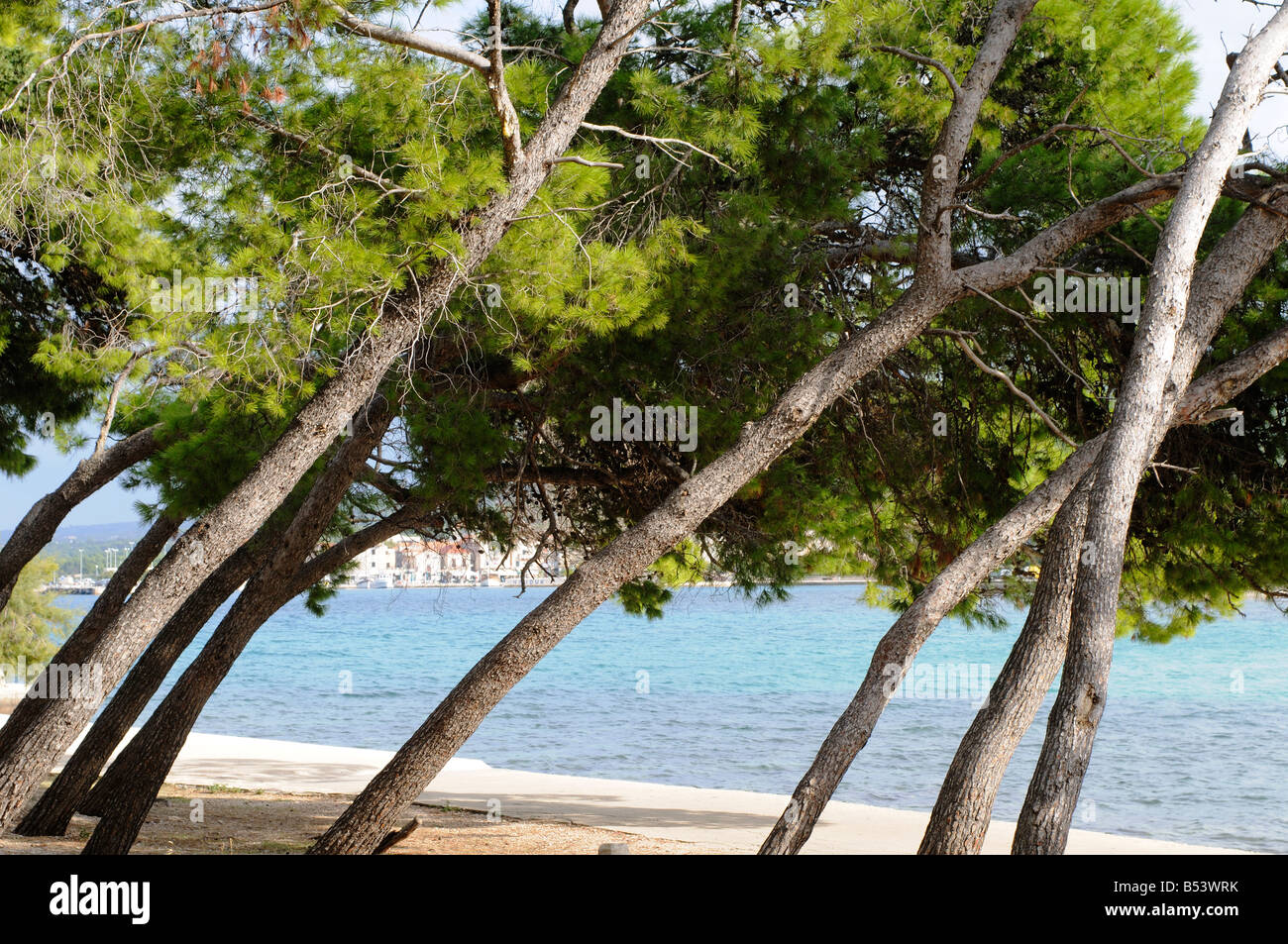 Árboles de hoja perenne en la playa en Supetar, en la isla de Brac, Dalmacia Croacia Foto de stock