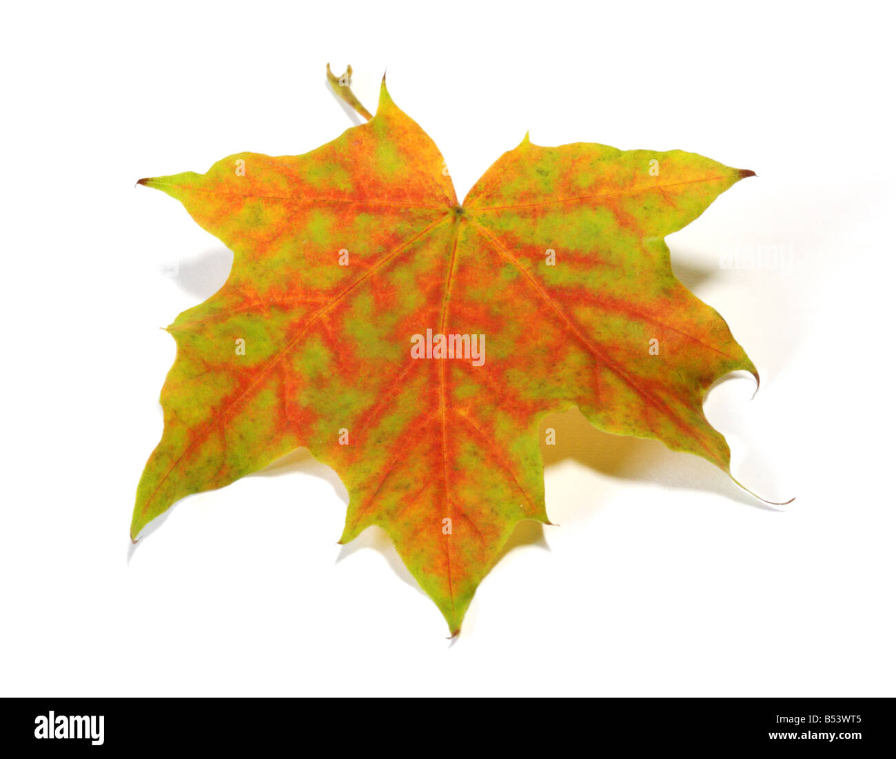 Otoño Maple Leaf (ACER) sobre blanco Foto de stock