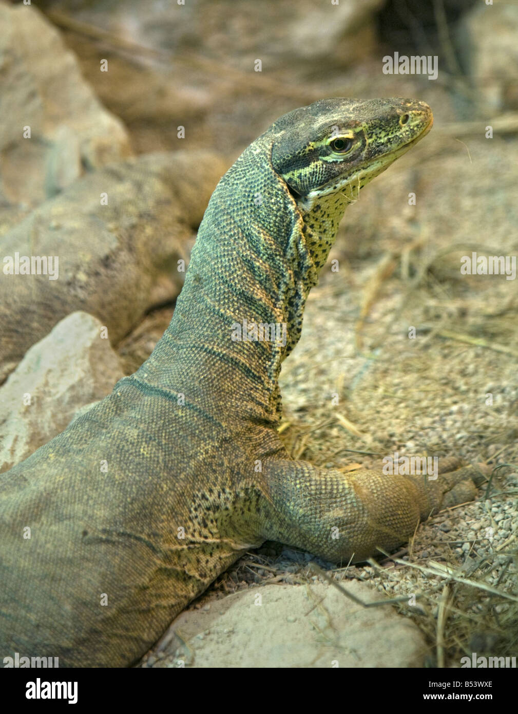 Argus Monitor (lagarto varanus panoptes) Foto de stock