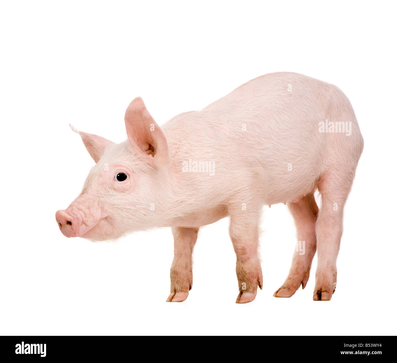 1 mes de cerdo joven delante de un fondo blanco. Foto de stock