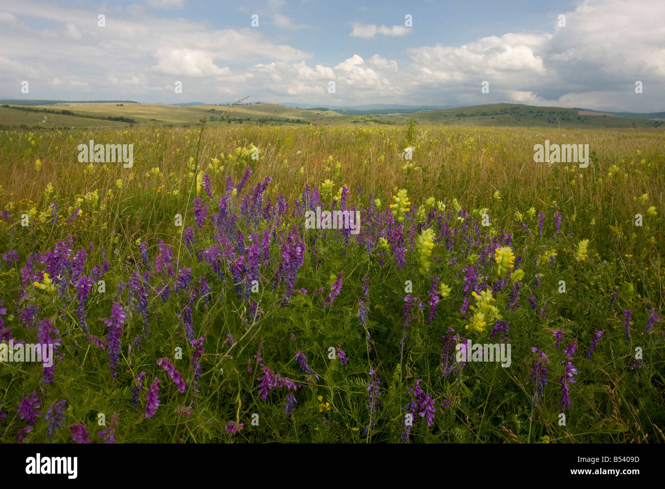 Las vezas Vicia tenuifolia y una sonaja Rhinanthus rumelicus amarilla en las vastas praderas floridas abierto alrededor de Viscri, Rumania Foto de stock