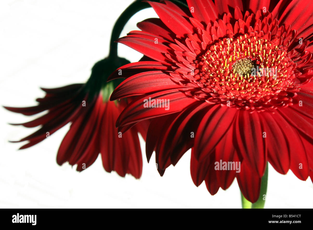 Un bodegón con dos flores gerbera roja, con iluminación natural Fotografía  de stock - Alamy
