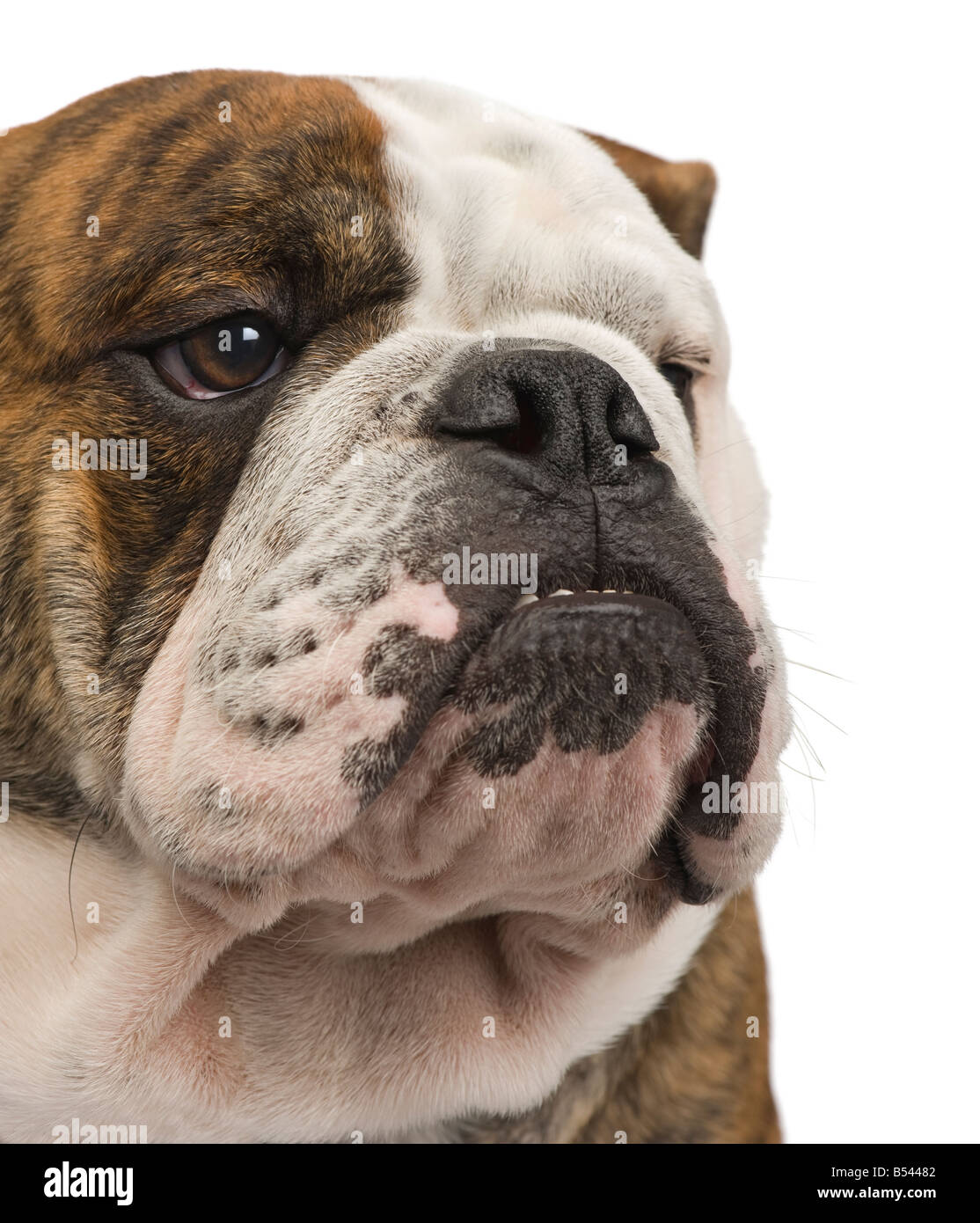 Bulldog Inglés de 6 meses delante de un fondo blanco. Foto de stock