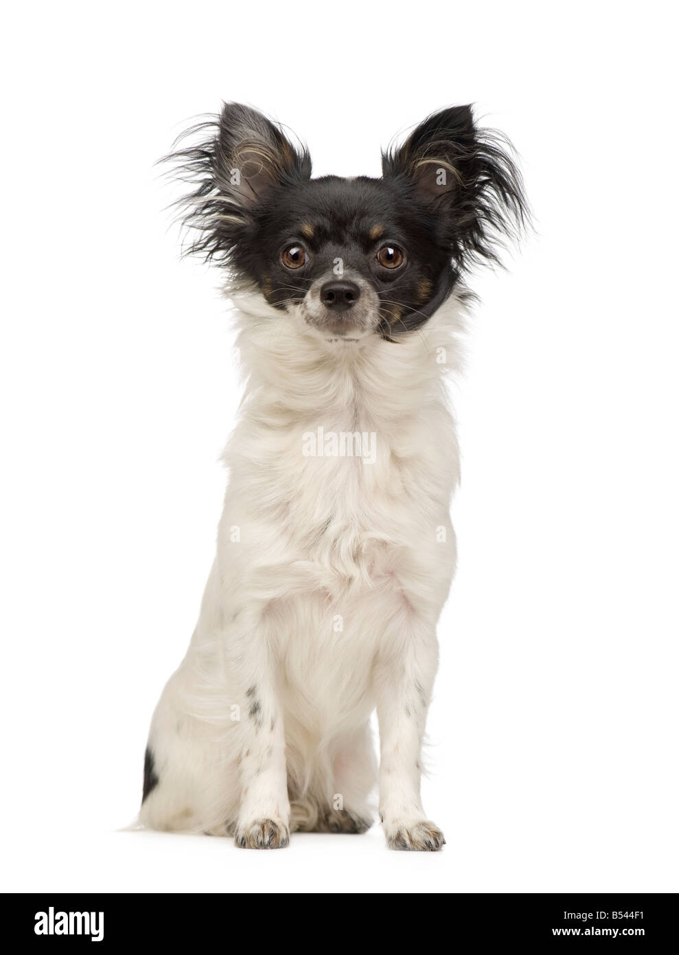 Chihuahua pelo largo 9 meses delante de un fondo blanco Fotografía de