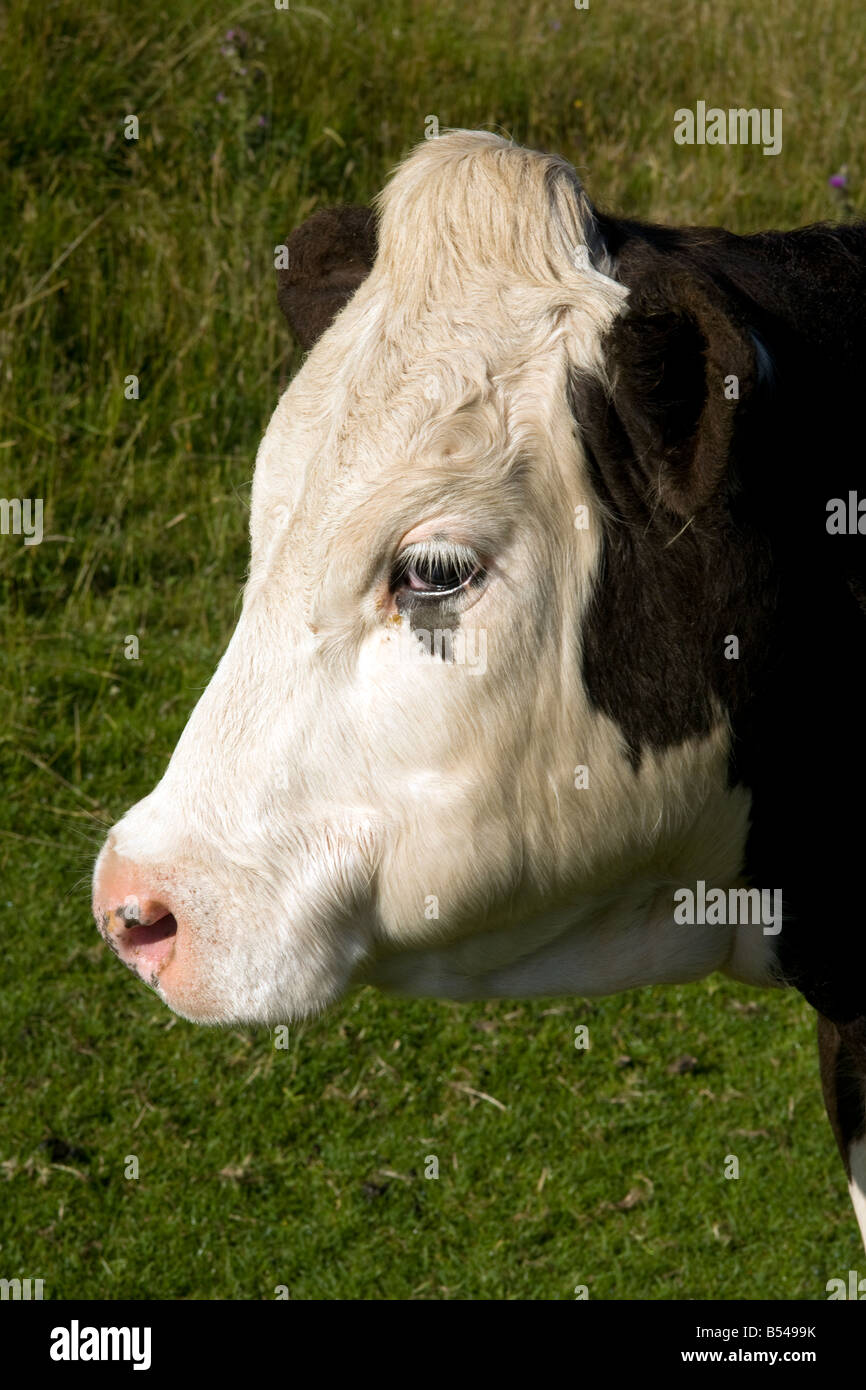 Las vacas en el campo a la cabeza cressbrook dale Derbyshire Foto de stock