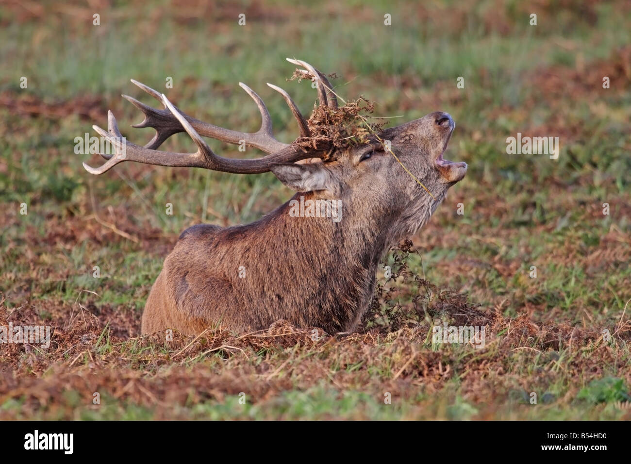 Ciervo rojo Cervus elaphus ciervo bramido durante la rutina Foto de stock