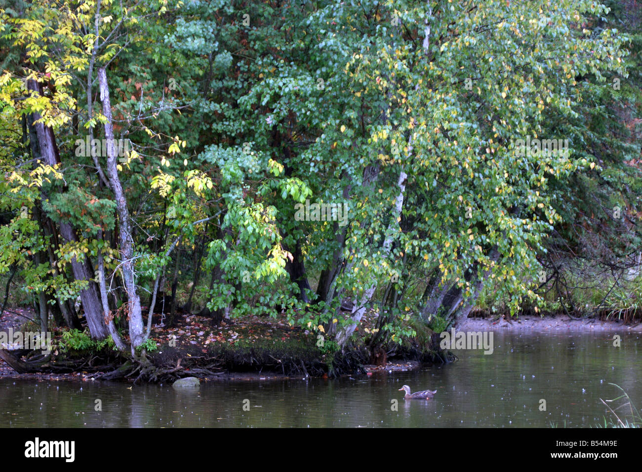 Una isla de árboles en un estanque en el norte de Michigan durante la temporada de otoño Foto de stock