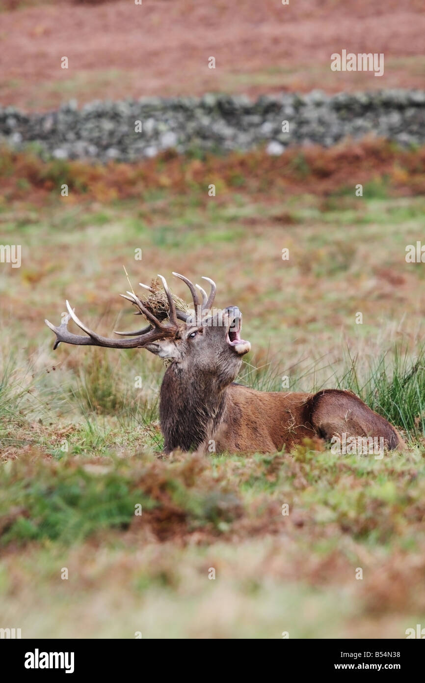 El ciervo rojo Cervus elaphus ciervo bramido durante la rutina Foto de stock