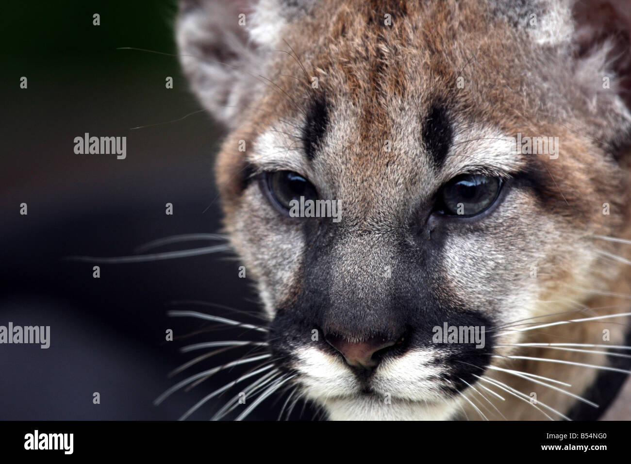 Puma bebé de resolución - Alamy