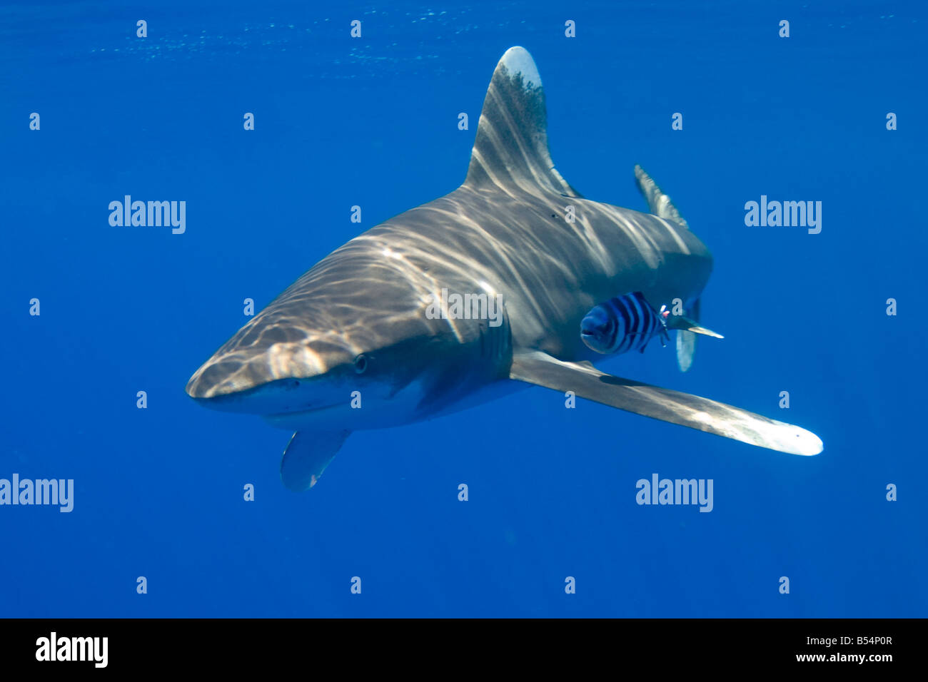 Tiburón oceánico Carcharhinus longimanus Foto de stock