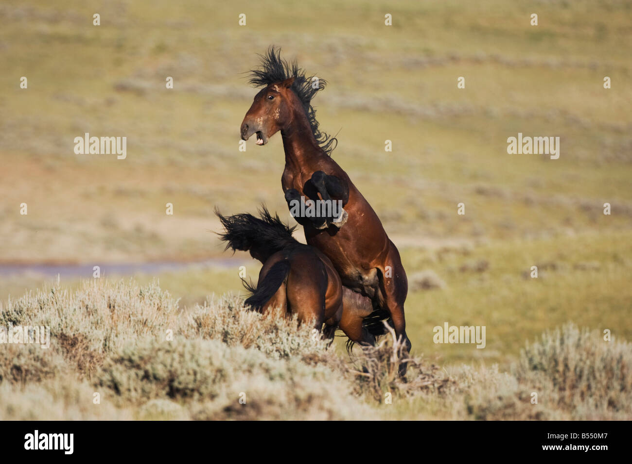 Caballo Mustang Equus caballus sementales combates Pryor Mountain Wild Horse Gama Montana EE.UU. Foto de stock