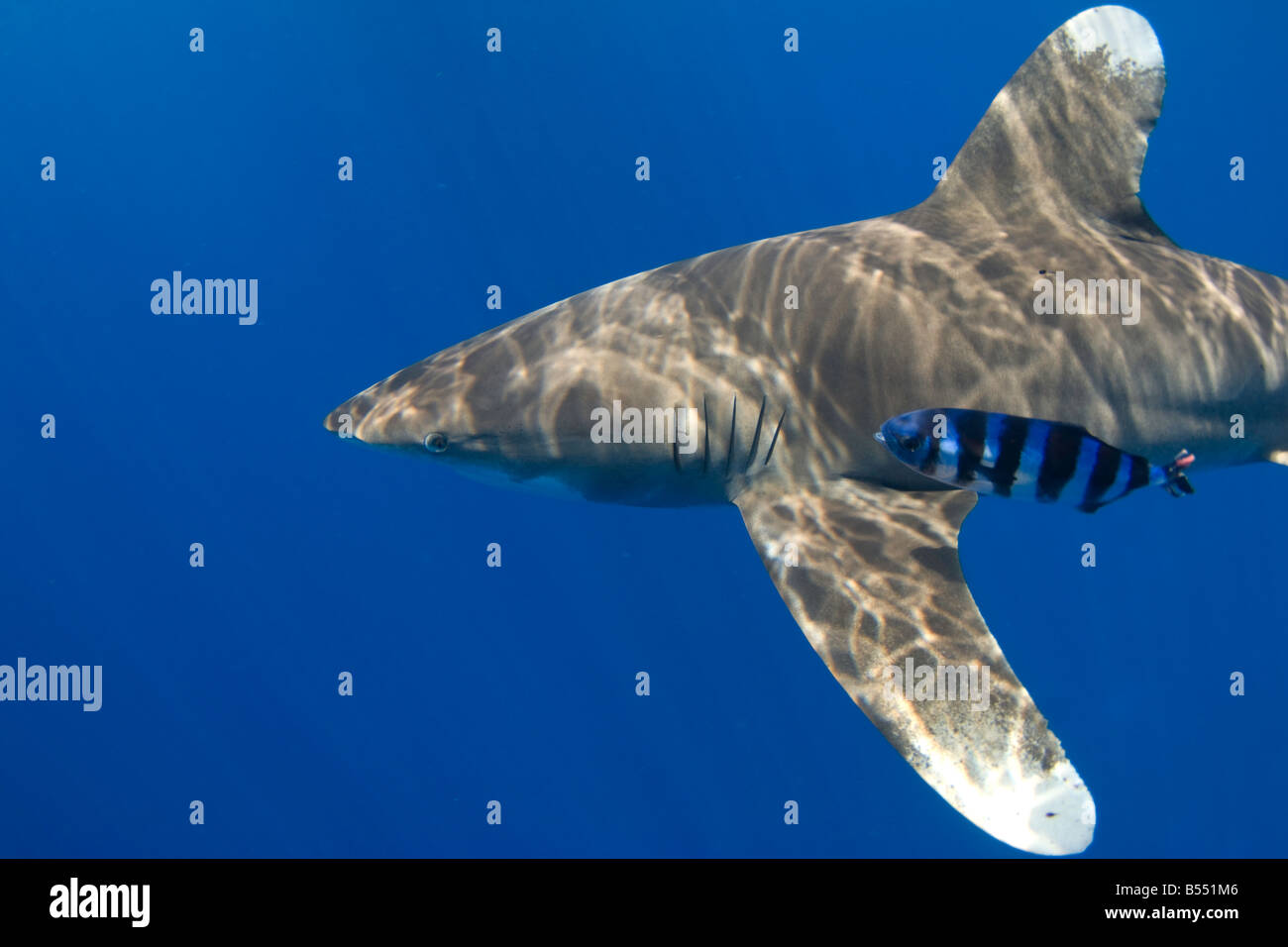 Tiburón oceánico Carcharhinus longimanus Foto de stock
