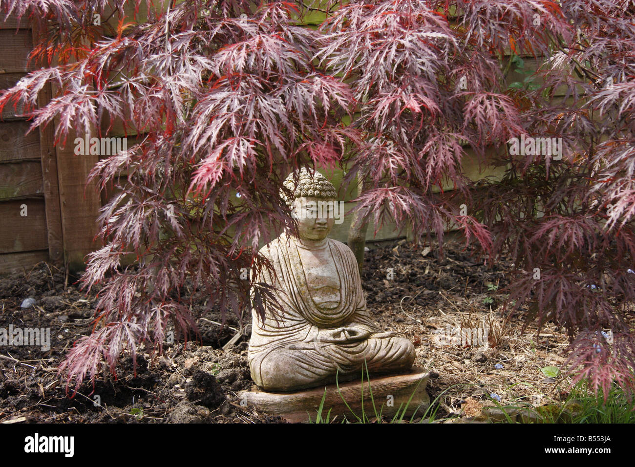 Deidad hindú estatua enmarcado por japenese maple Foto de stock