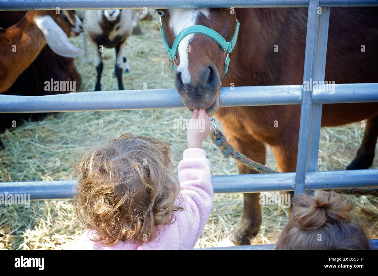 Niño Feeds caballo en el pequeño zoológico de animales en la granja Foto de stock
