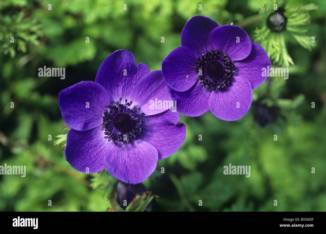 Flores azules de Anemone coronaria Foto de stock