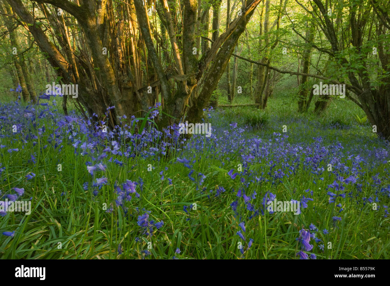 Las campánulas azules (Hyacinthoides non scripta) en el viejo hazel bosquecillos, Powerstock reserva natural común, West Dorset, Ebgland, REINO UNIDO Foto de stock