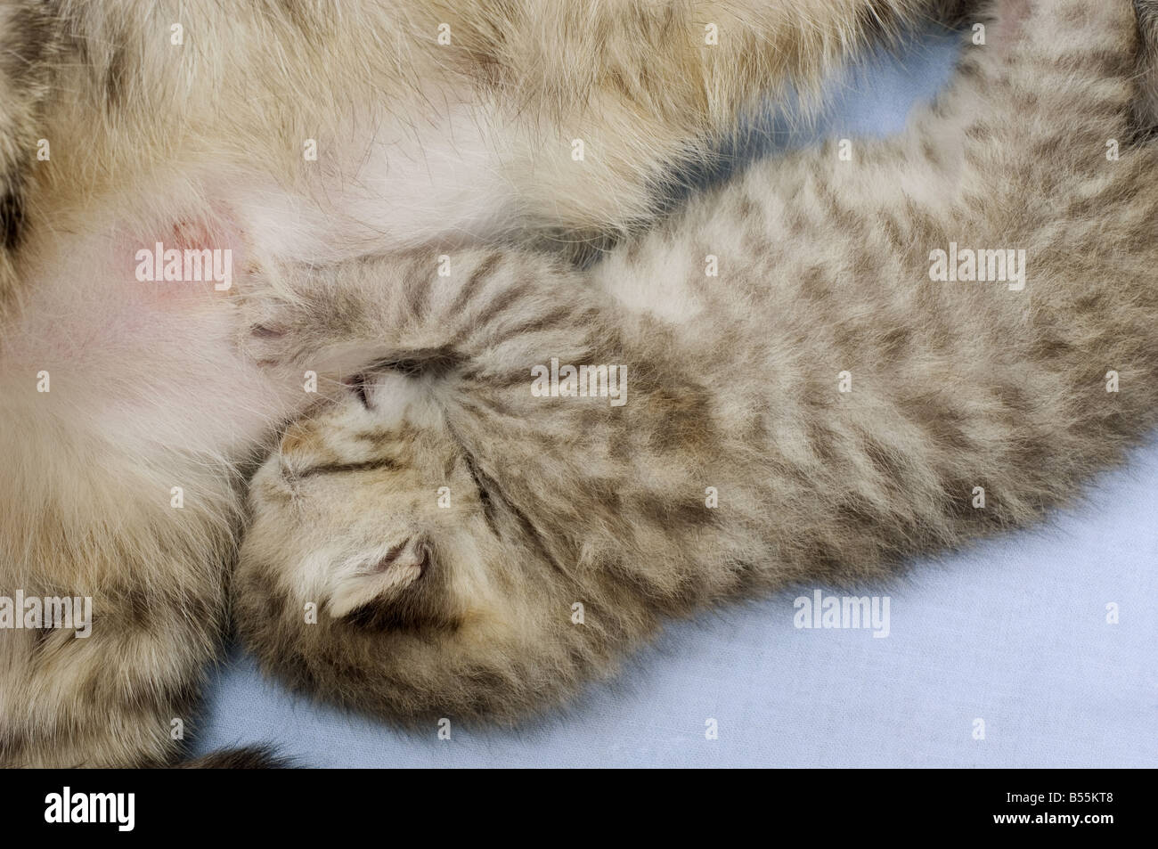British Shorthair gato mamando gatito (11 días Fotografía de stock - Alamy