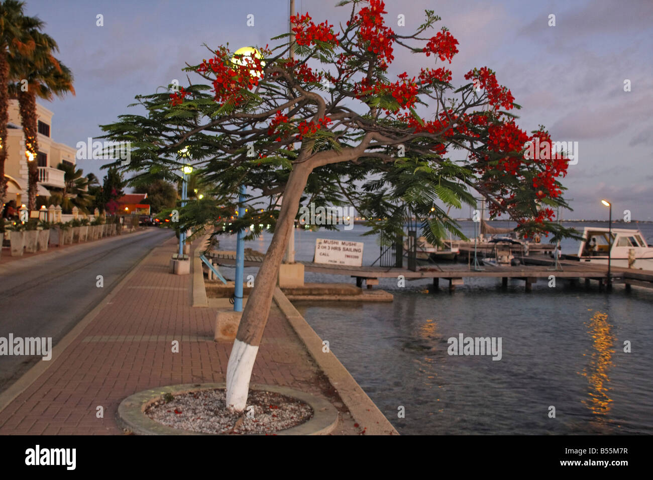 West Indies Bonaire Kralendijk Promenade Flame Tree Foto de stock