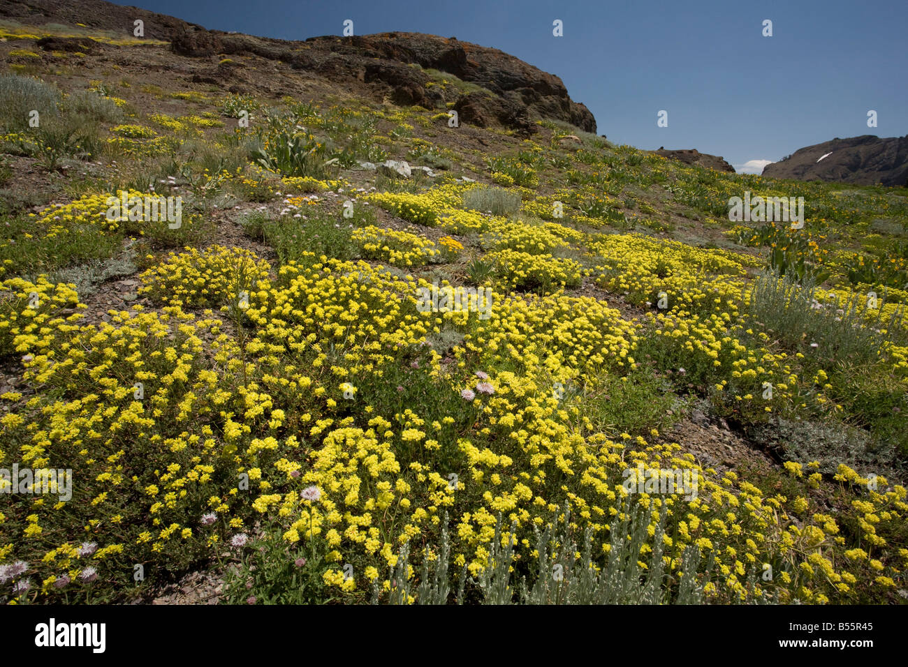 Flor de azufre Eriogonum umbellatum cerca del lago Winnemucca en Sierra Nevada Carson Pass California Foto de stock