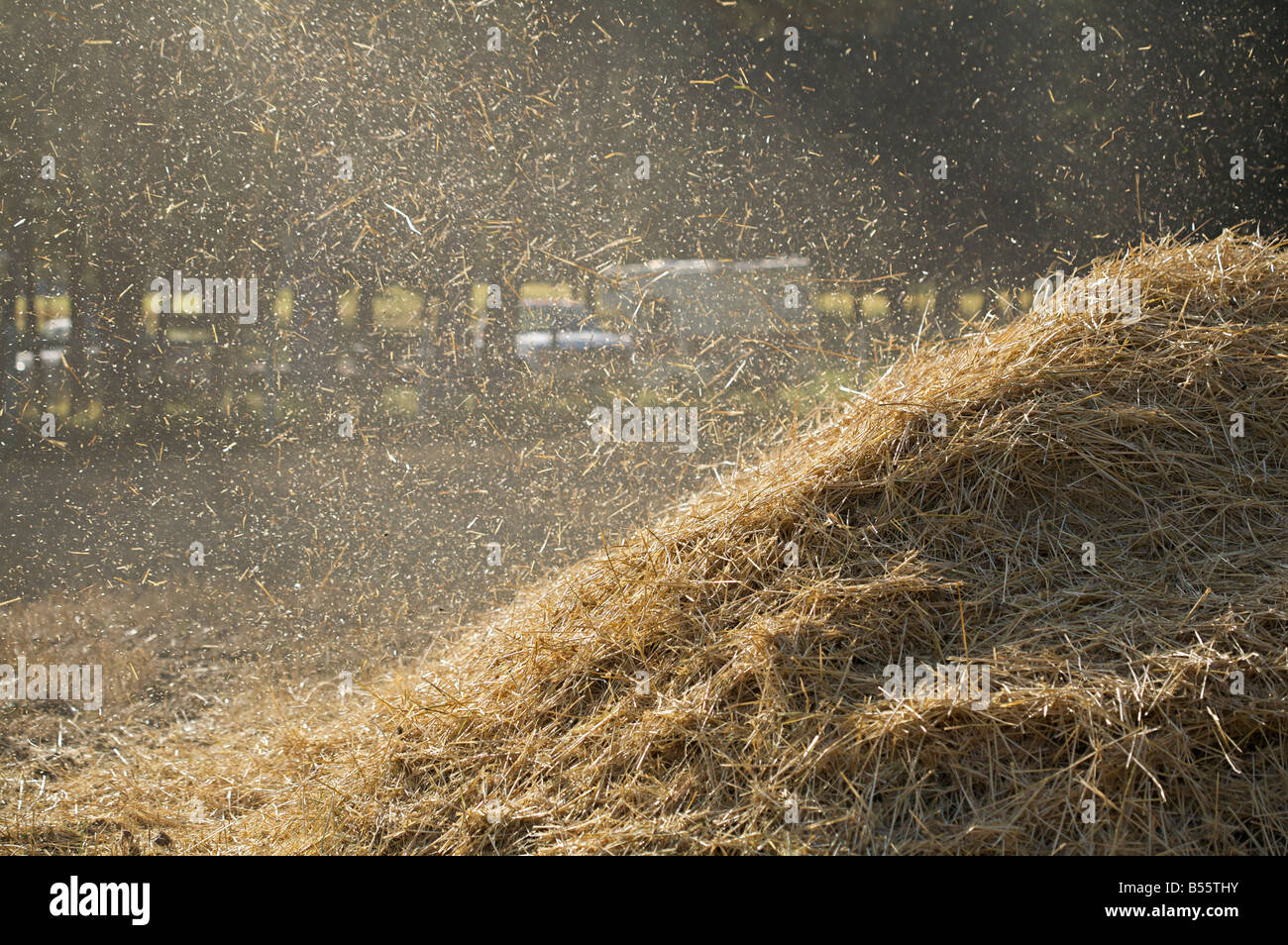 La trilla de trigo durante la producción del motor de vapor, 'Westwold Show en British Columbia, Canadá Foto de stock