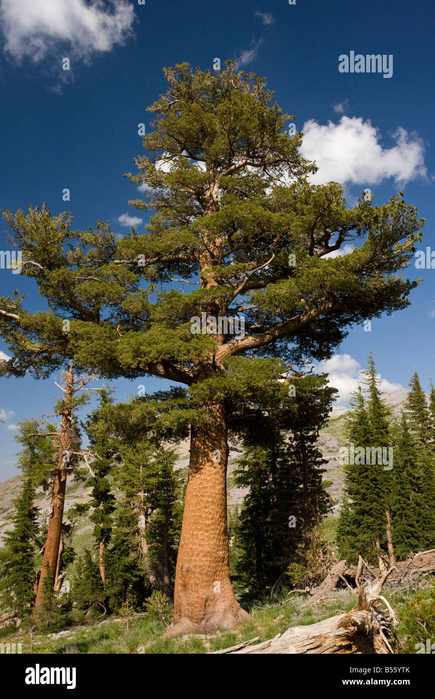 Western White Pine Pinus monticola Sierra Nevada, California Foto de stock