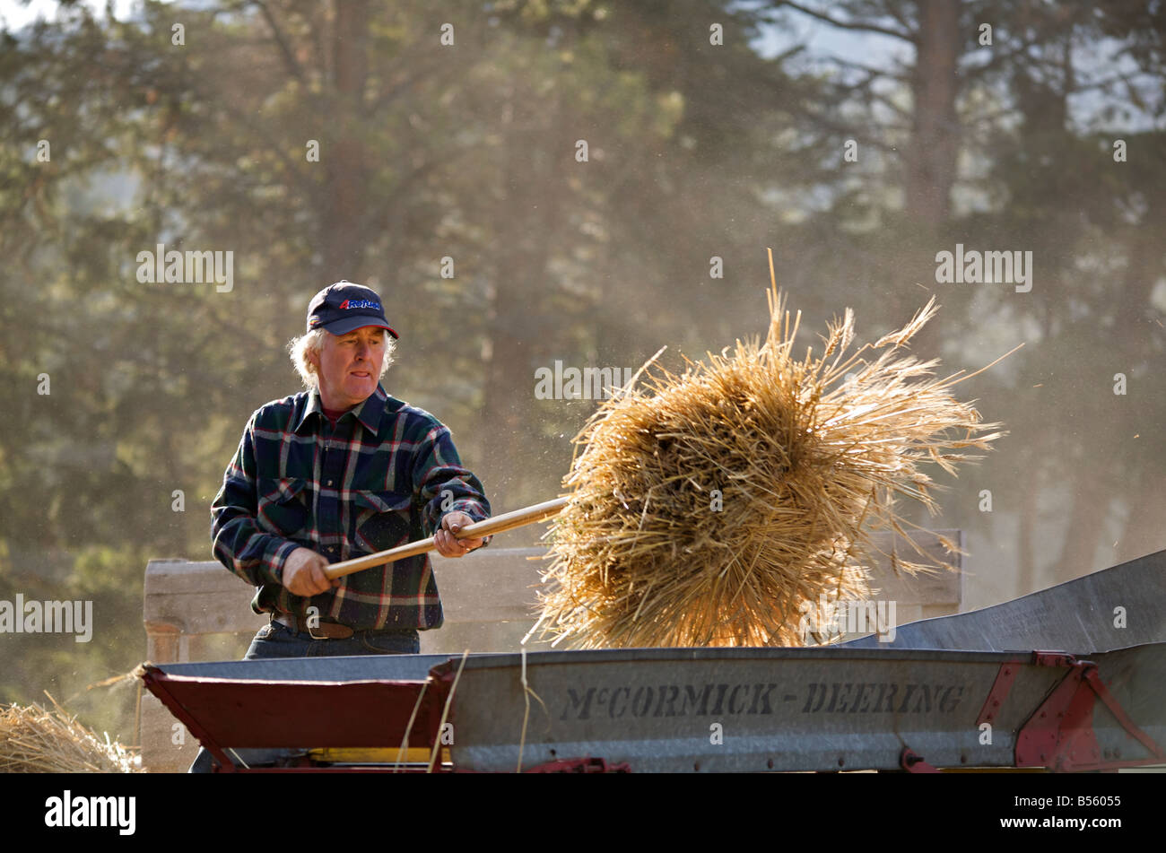 Demostración de trilla de trigo durante el Motor Show en Westwold Vapor, 'British Columbia, Canadá Foto de stock