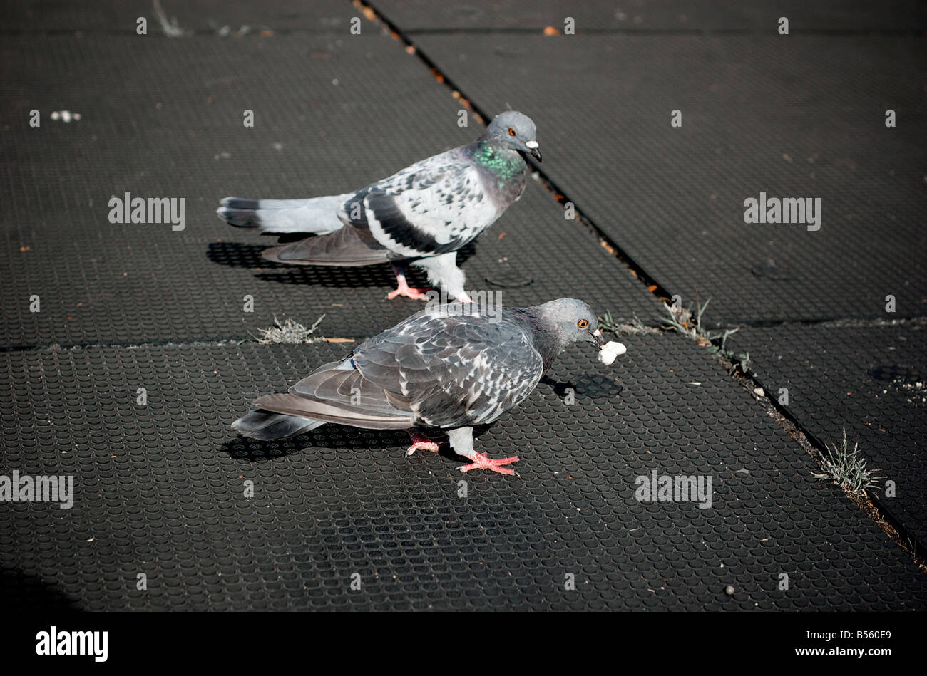 Closeup de palomas comiendo pan en Brooklyn, New York Foto de stock