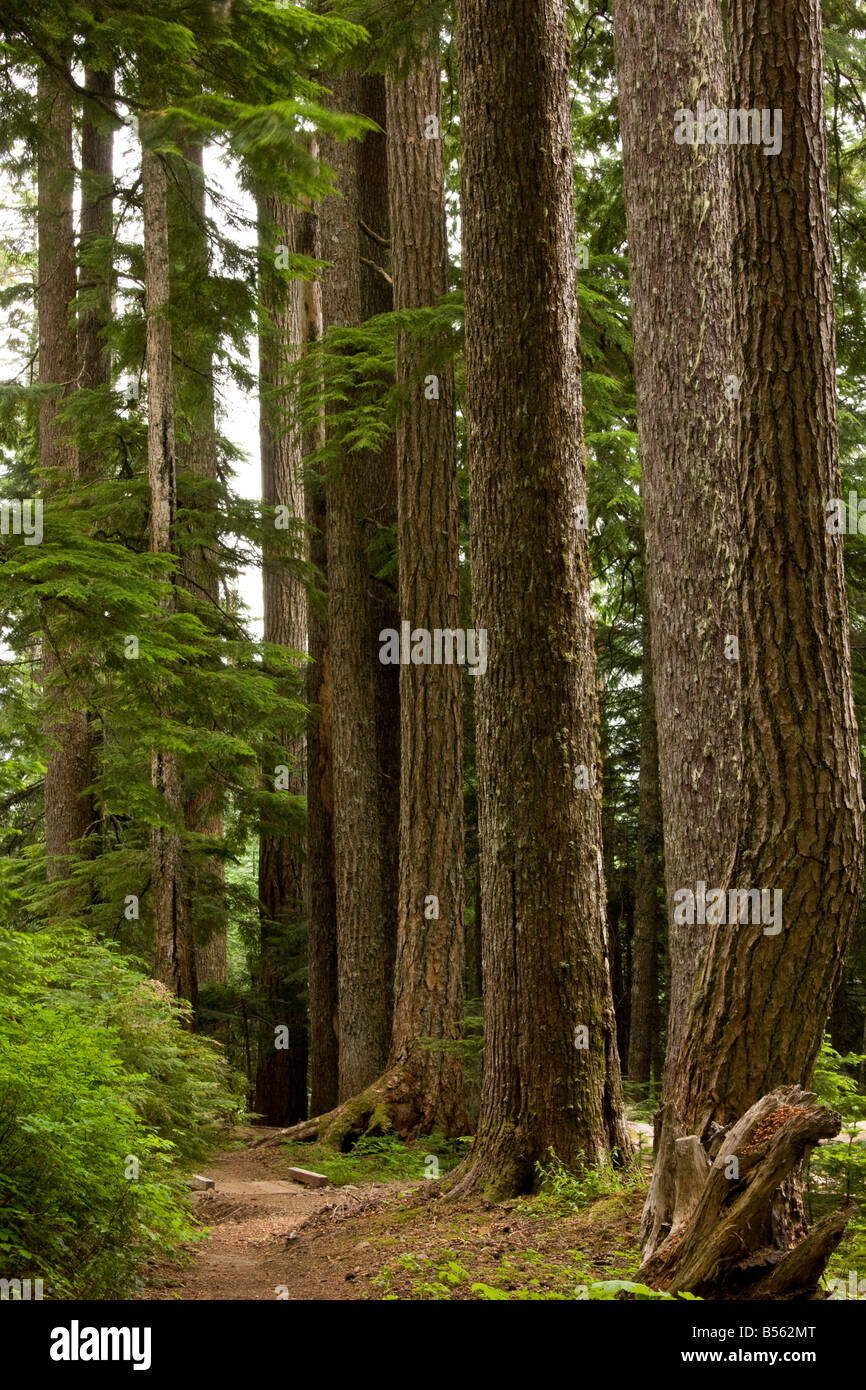 El abeto Douglas Pseudotsuga menziesii viejos árboles Lost Lake viejos bosques Monte Hood Oregon Foto de stock