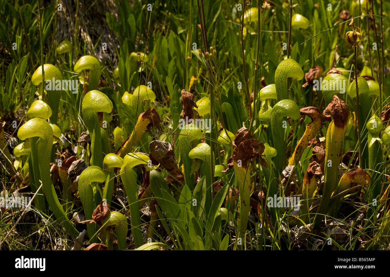 Planta insectívora Cobra Lily Darlingtonia californica en el Klamath montañas del norte de California Foto de stock