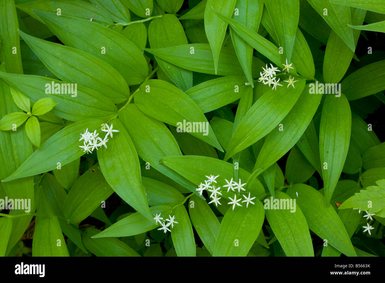 Estrella de flores falsas solomons sello fotografías e imágenes de alta  resolución - Alamy