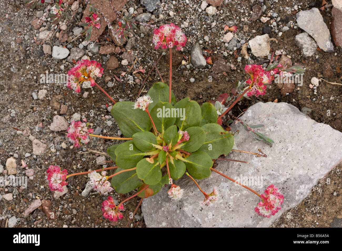Shasta alforfón Eriogonum pyrolifolium planta endémica a gran altitud en el monte Shasta, California Foto de stock