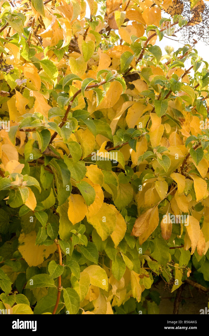 Hoja de otoño de color Hydrangea petiolaris Foto de stock