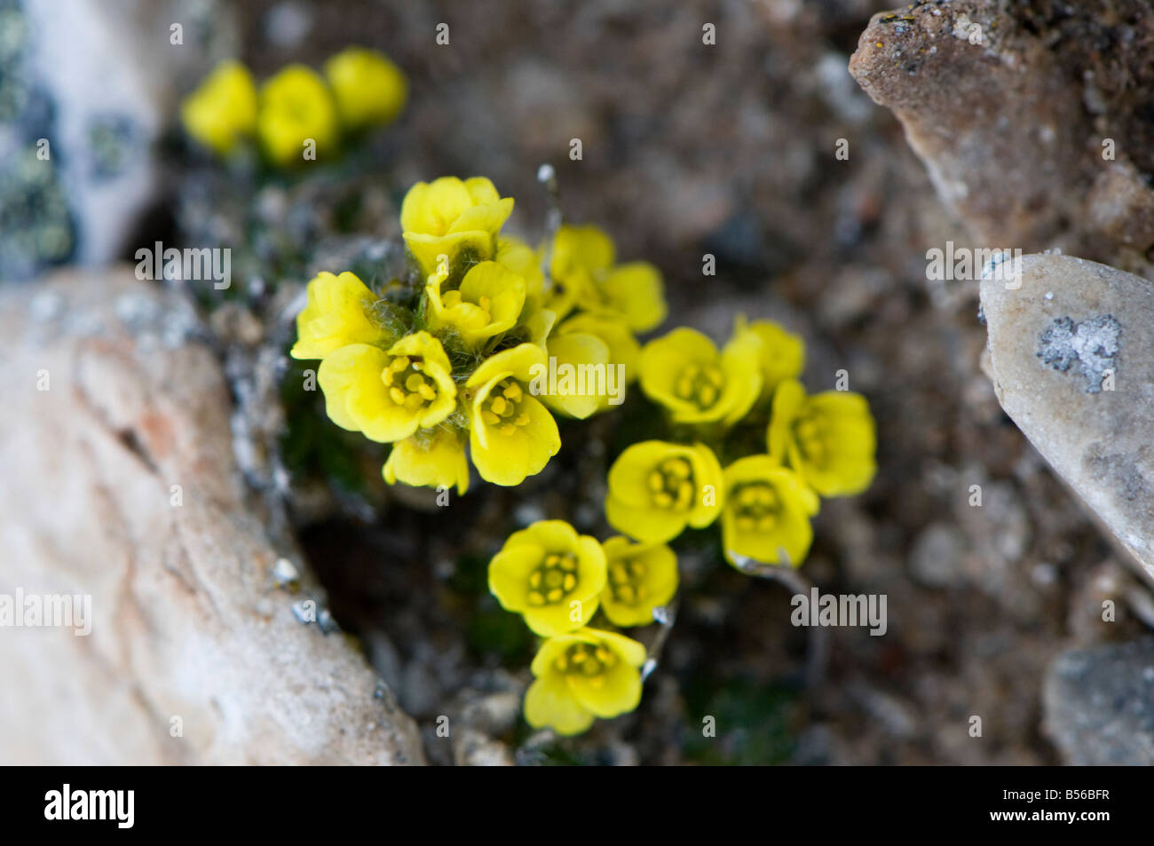 Las saxífragas rojo amarillo floración en la breve primavera ártica la planta favorece los nichos protegidos del viento Foto de stock