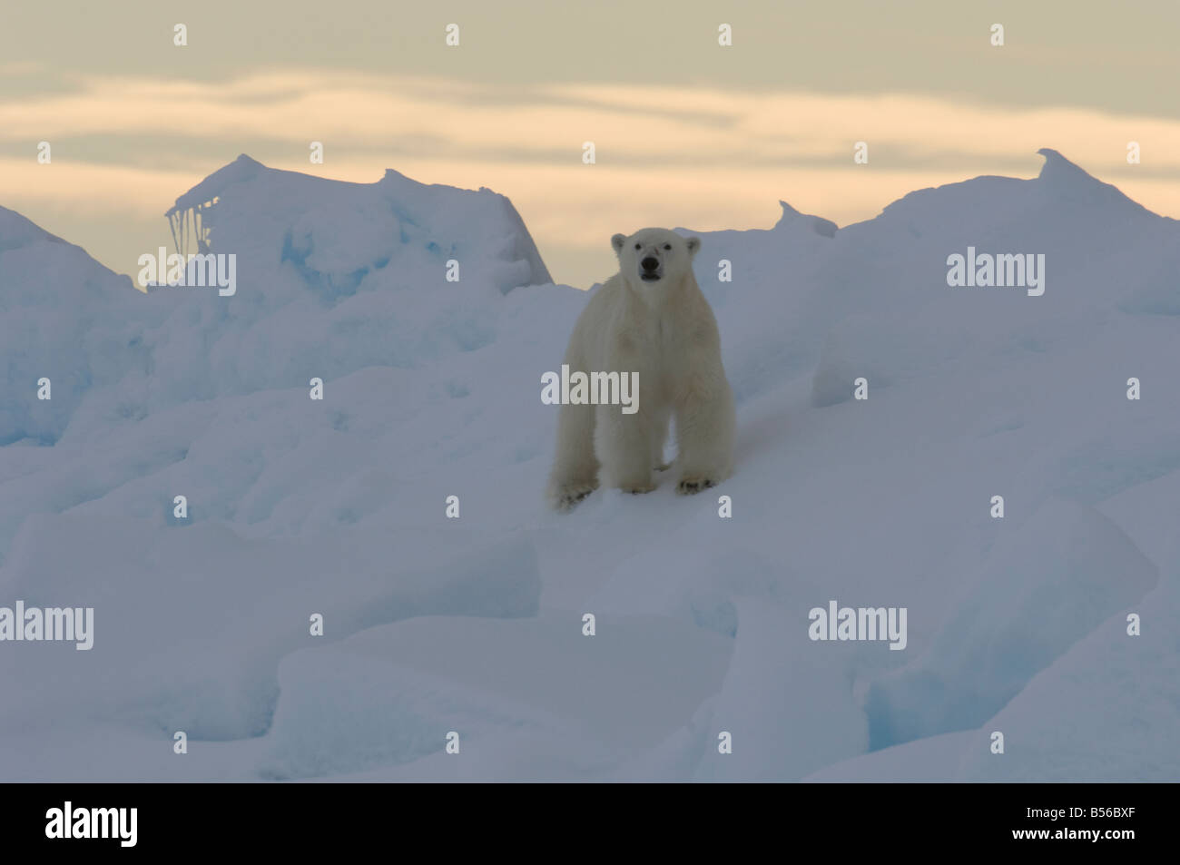 Macho joven oso polar al borde de la banquisa ártica de Canadá Nunavut sonido Lancaster Foto de stock