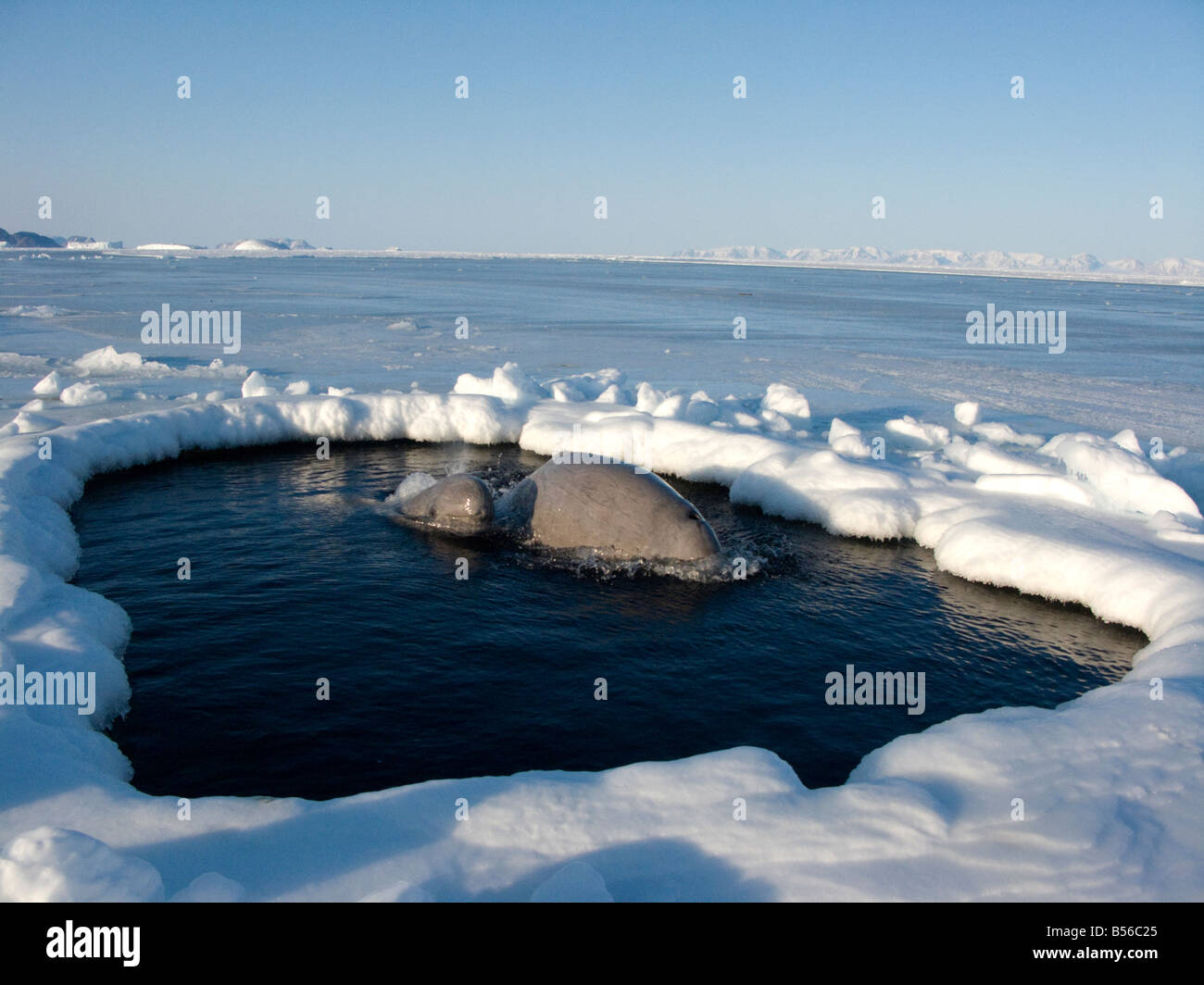 Las ballenas beluga atrapados en el hielo en un pequeño orificio de respiración son muy vulnerables a los depredadores, como los osos polares Foto de stock