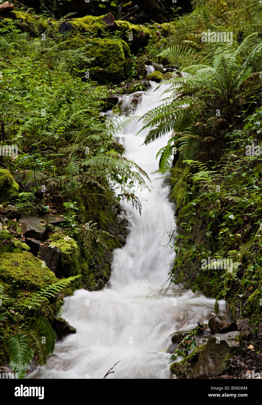 Flujo rápido del agua corriente en los bosques de Gales UK Foto de stock