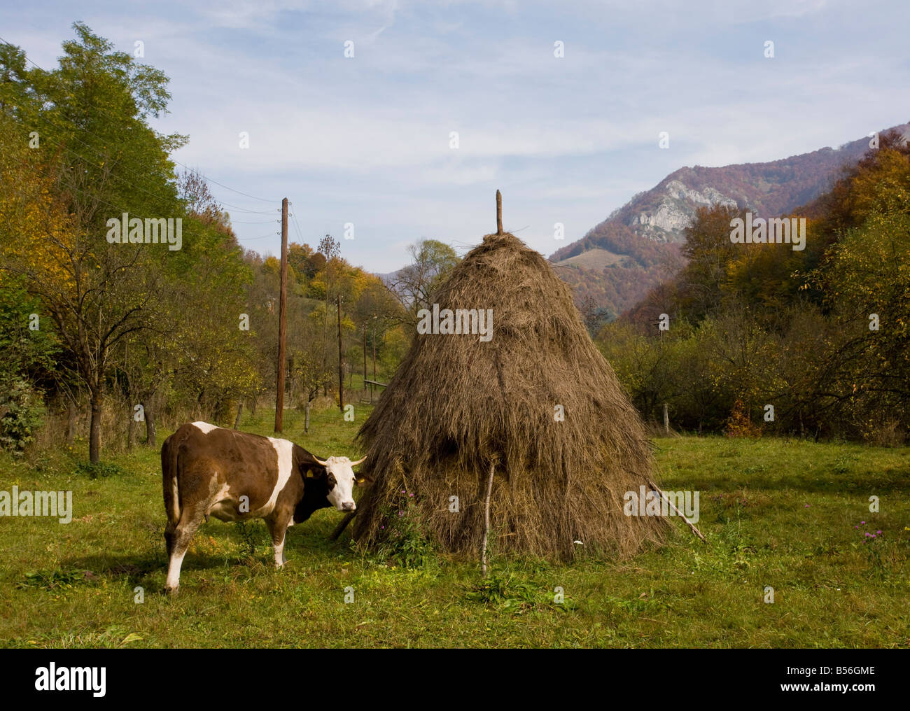 Vaca con heno en el valle Galda stooks en otoño Montañas Apuseni Rumania Foto de stock