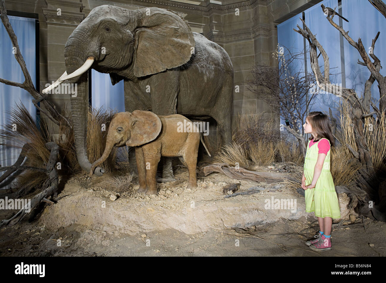 Chica busca a los elefantes en un museo Foto de stock