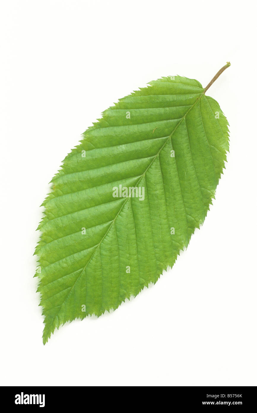 Carpe común europeo, carpe (Carpinus Betulus), hoja, studio picture Foto de stock