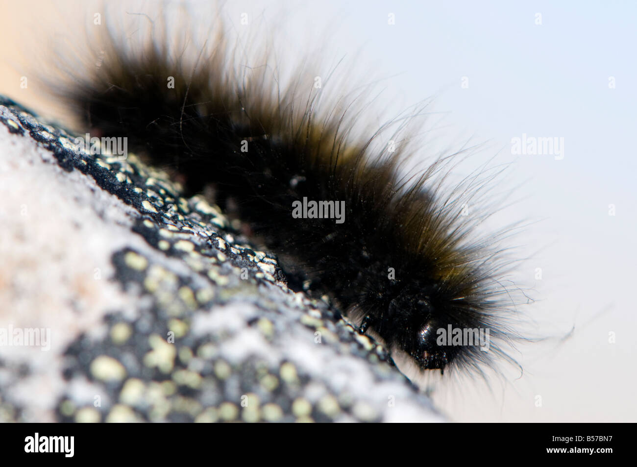 ARctic wooly woolly bear caterpillar vive 14 años como un sólido de congelación de Caterpillar durante diez meses del año prod Foto de stock