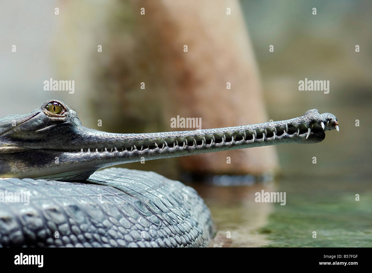 Detalle de la cabeza de Indial gavial - Especies amenazadas - Gavialis gangeticum Foto de stock
