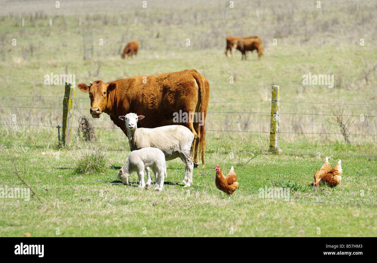 Gran imagen de ovejas, vacas y gallinas en la granja Foto de stock