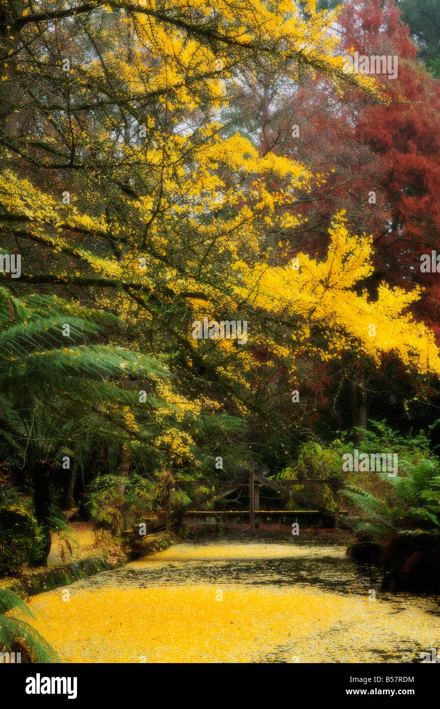 Árbol Gingko caer hojas de otoño, Alfred Nicholas Jardines, Dandenong Ranges, Victoria, Australia, el Pacífico Foto de stock