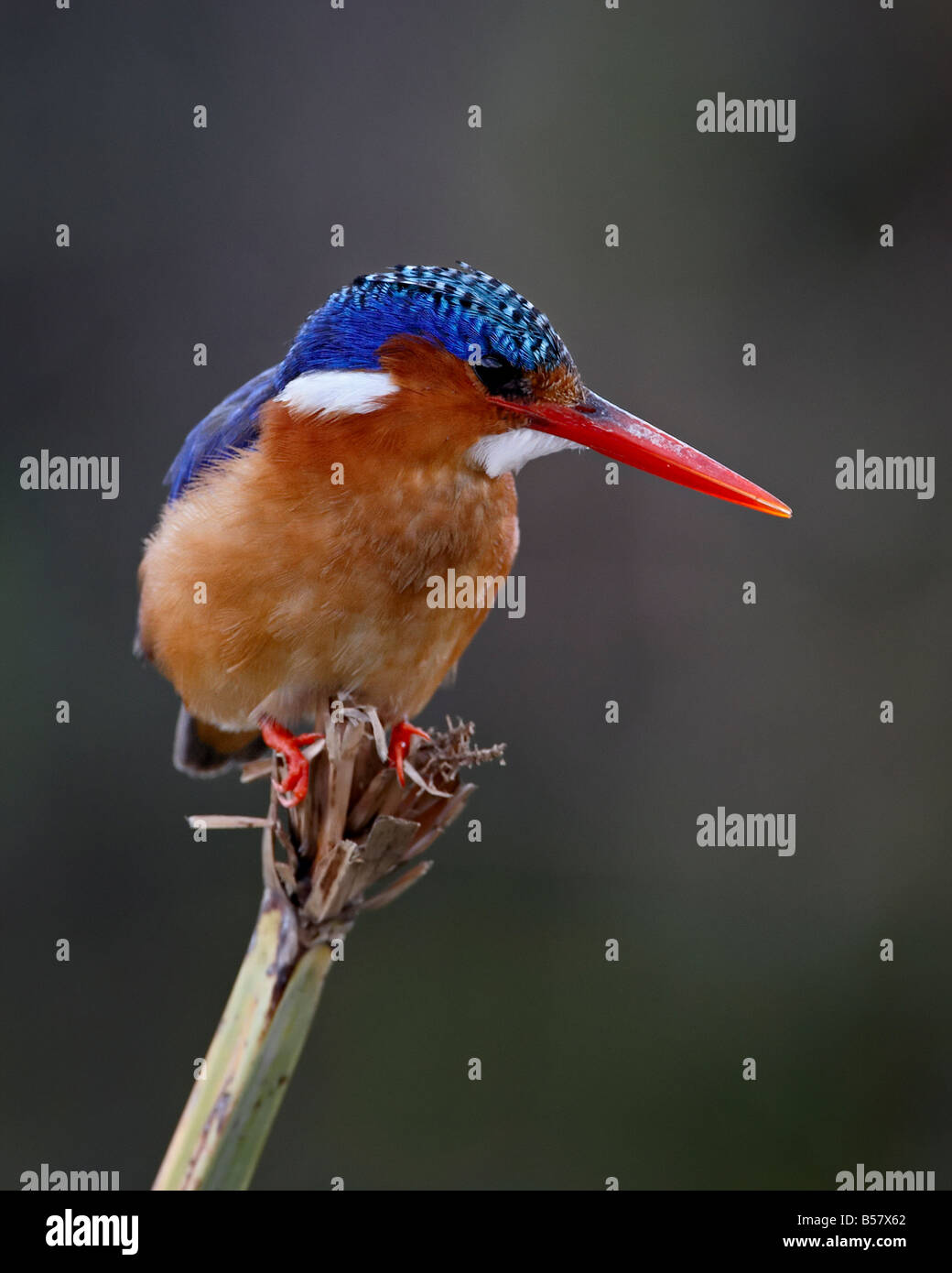 Malaquita el martín pescador (Alcedo cristata), Reserva Nacional de Masai Mara, Kenia, África oriental, África Foto de stock