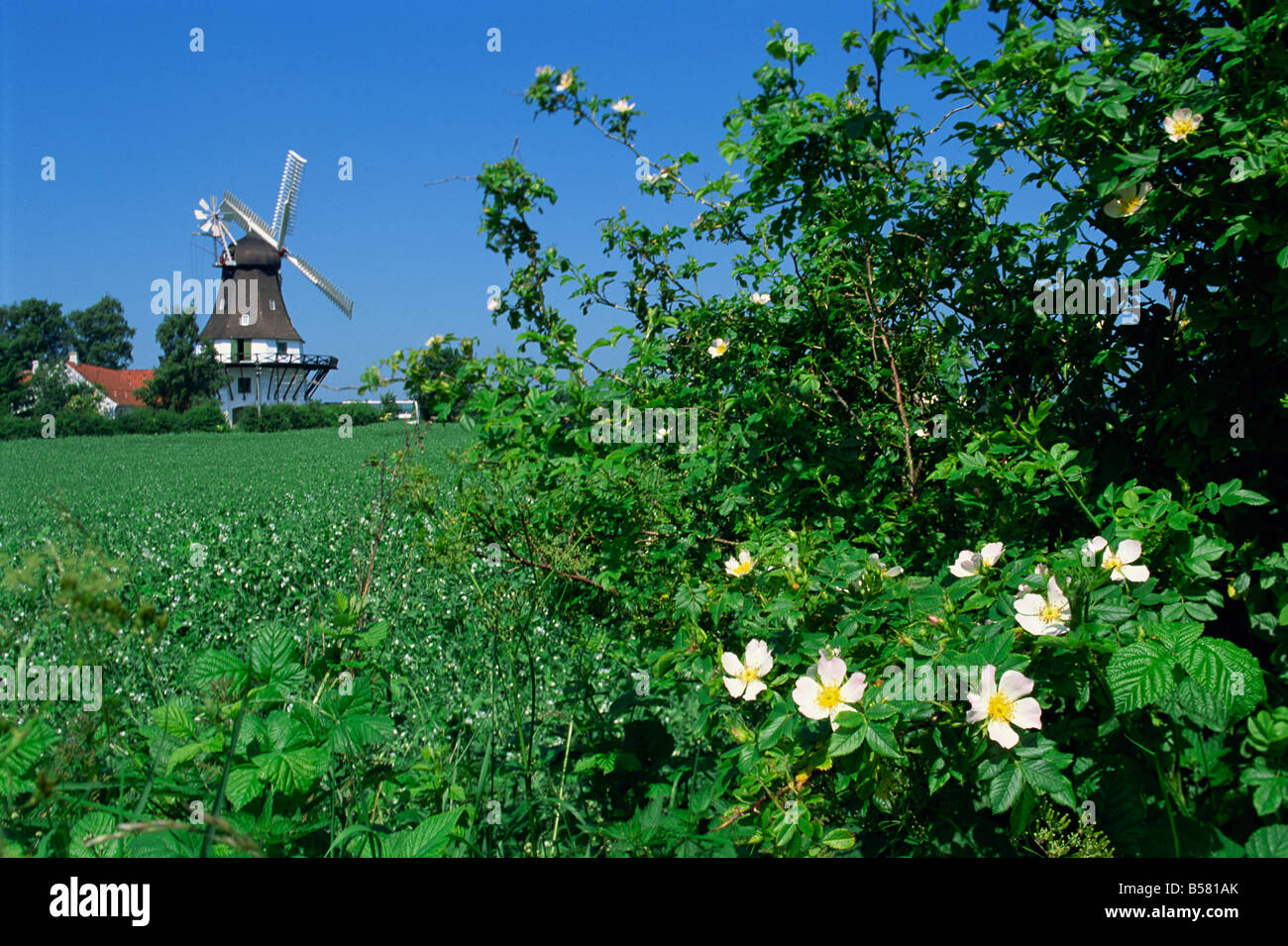 Flores de verano en cubrir con el Windmill Egeskov detrás, Fionia, Dinamarca, Escandinavia, Europa Foto de stock