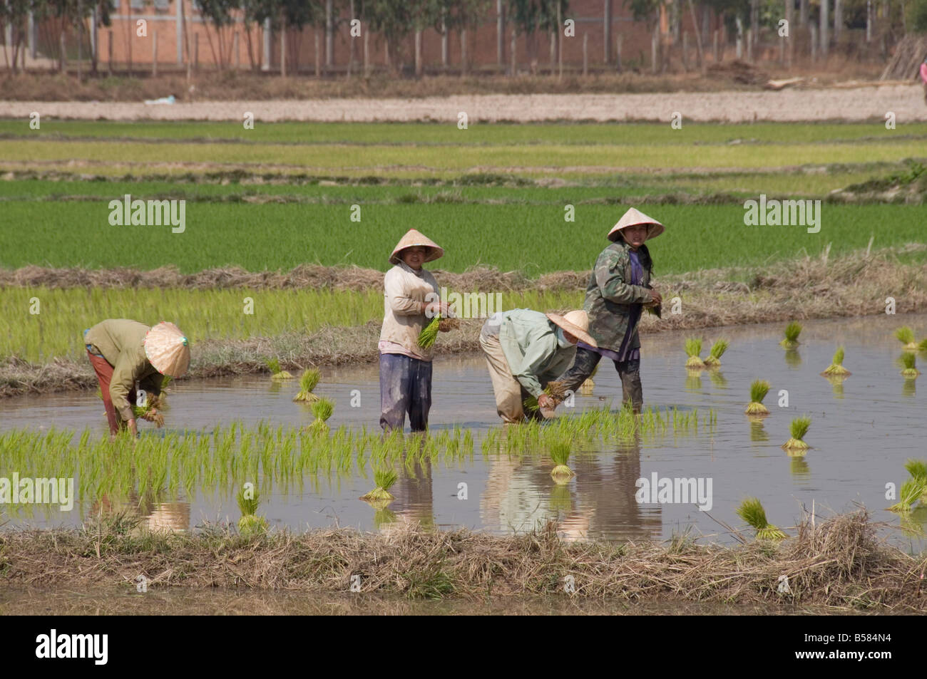 La plantación de arroz, cerca de Vientiane, Laos, Indochina, en el sudeste de Asia, Asia Foto de stock