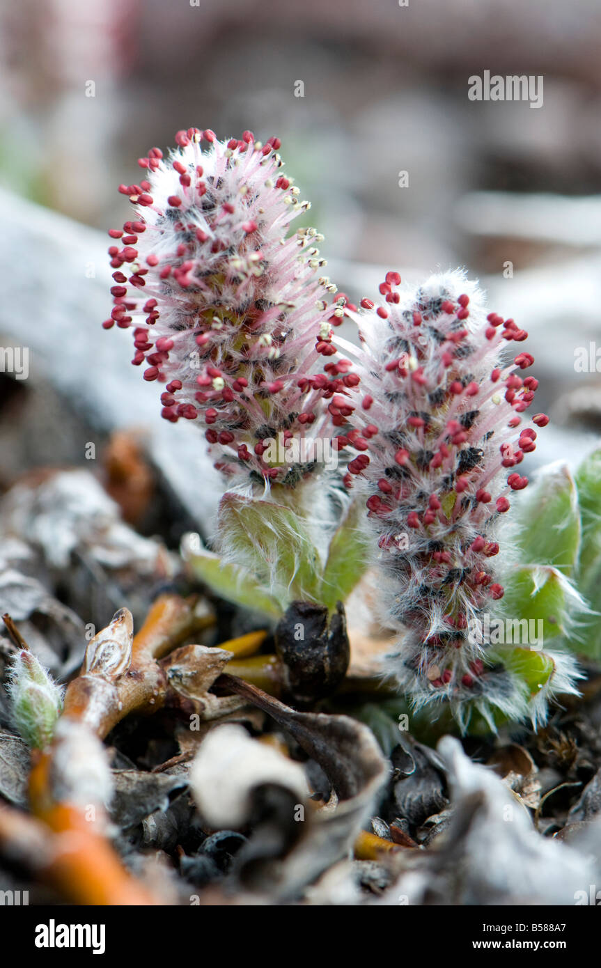 Flora polar fotografías e imágenes de alta resolución - Alamy