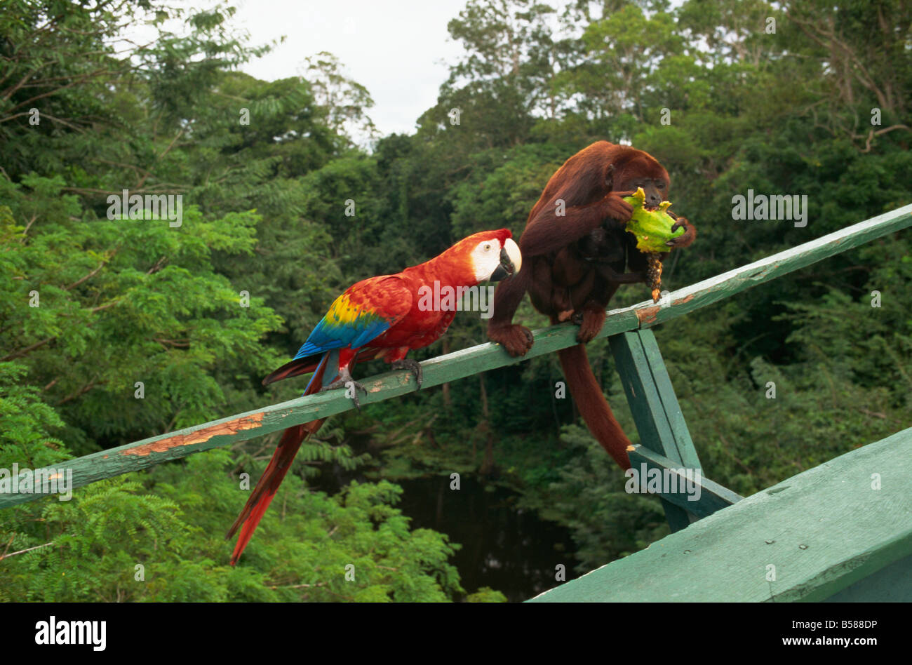 Lapa y monkey compiten por fruta área amazónica Brasil América del Sur Foto de stock